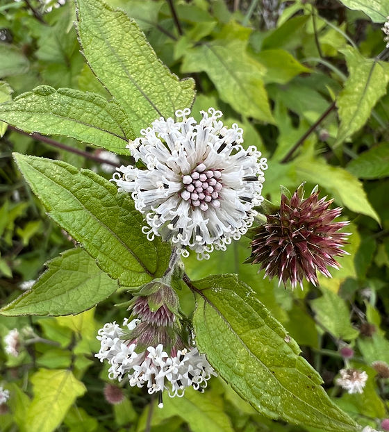 Snow Squarestem Native Wildflower Melanthera nivea 10 Seeds USA