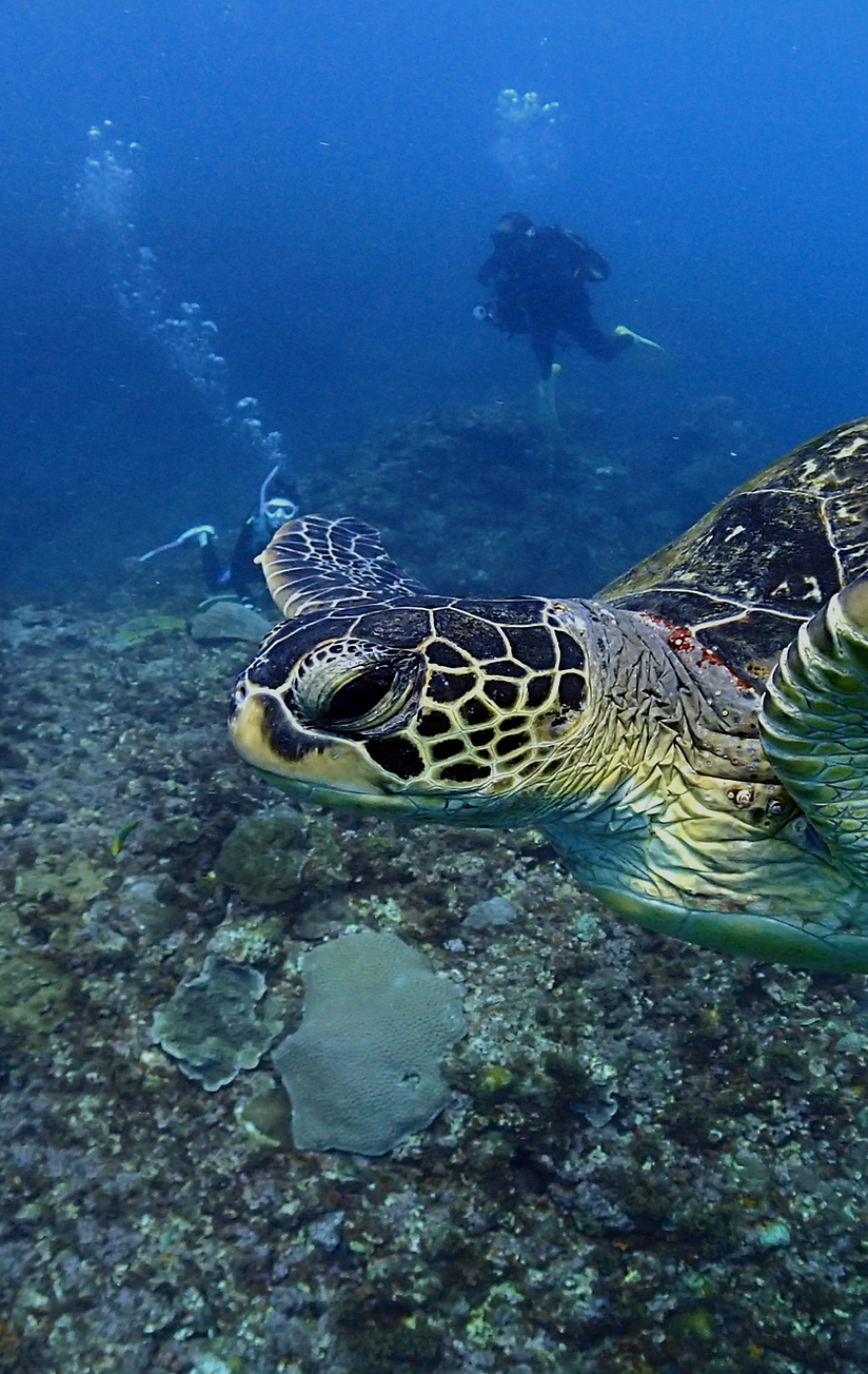CAJYUTTA｜カジュッタ公式−グレープフルーツ生搾り機