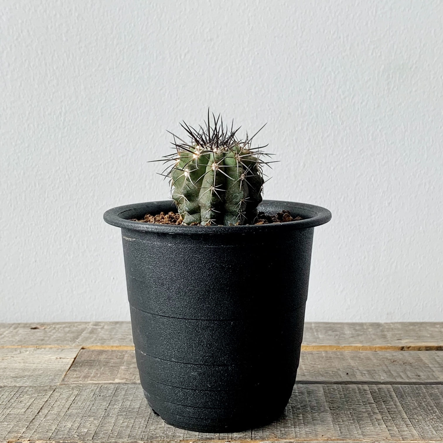 コピアポア ブリトゲシー（舞竜丸）＃01 | BIZARRE GREEN