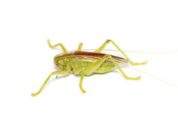 コロギス | バッタラボ