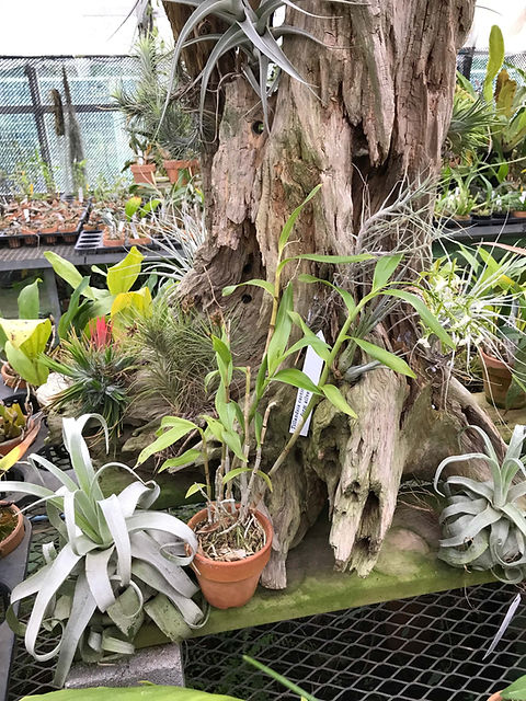 アレクサンドルエピタフ 4枚 アレクサンドルエピタフ 4枚