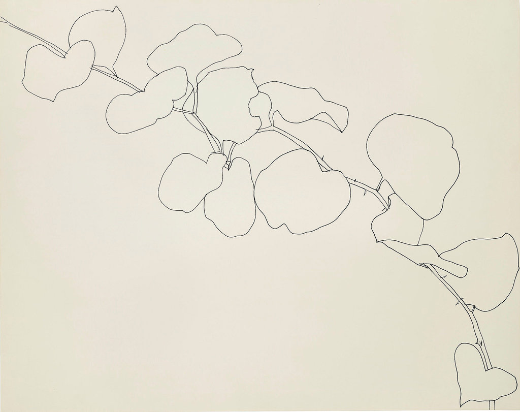 Ellsworth Kelly's Plant Drawings at the Met - The New York Times