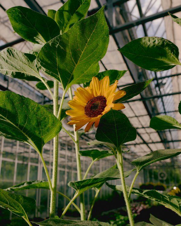 With 'Van Gogh's Flowers,' the New York Botanical Garden Brings