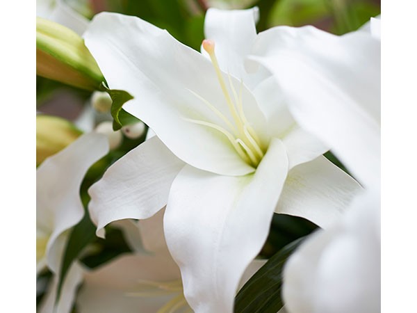 EMILIO ROBBA CASABLANCA / エミリオロバ カサブランカ 4L-b