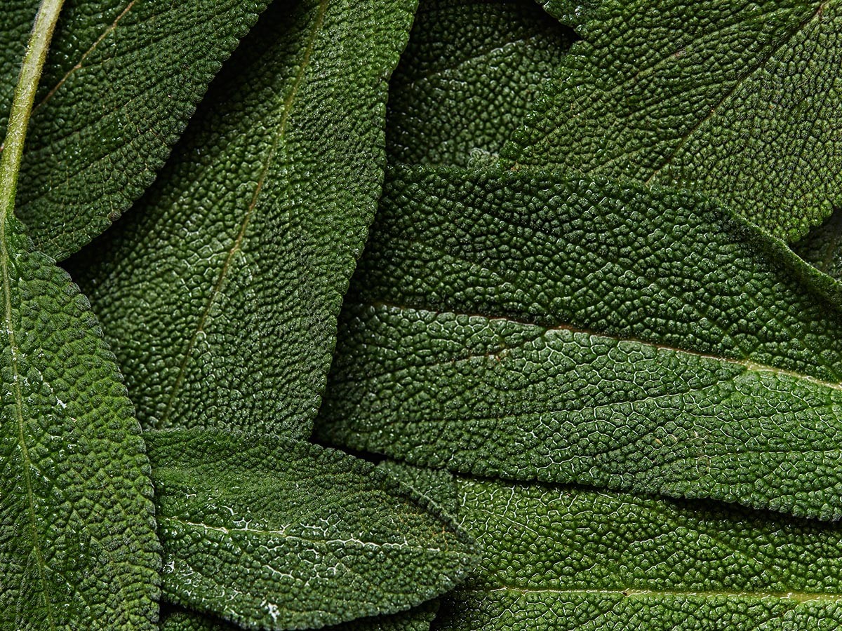 Urban Rituelle APOTHECA FRAGRANCE DIFFUSER WILD SAGE / アーバンリ