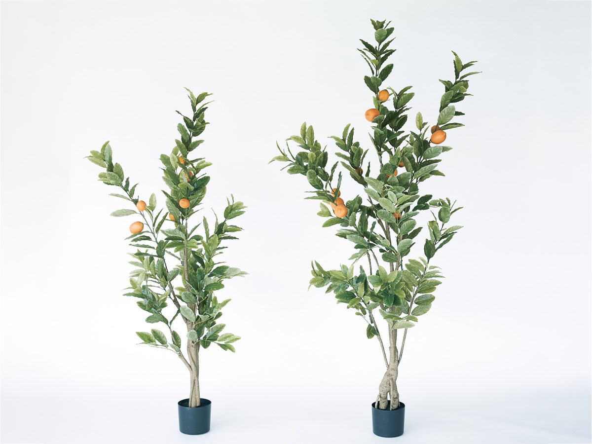 BROWN Lemon Tree Pot / ブラウン レモンの木 ポット 152 - インテリア