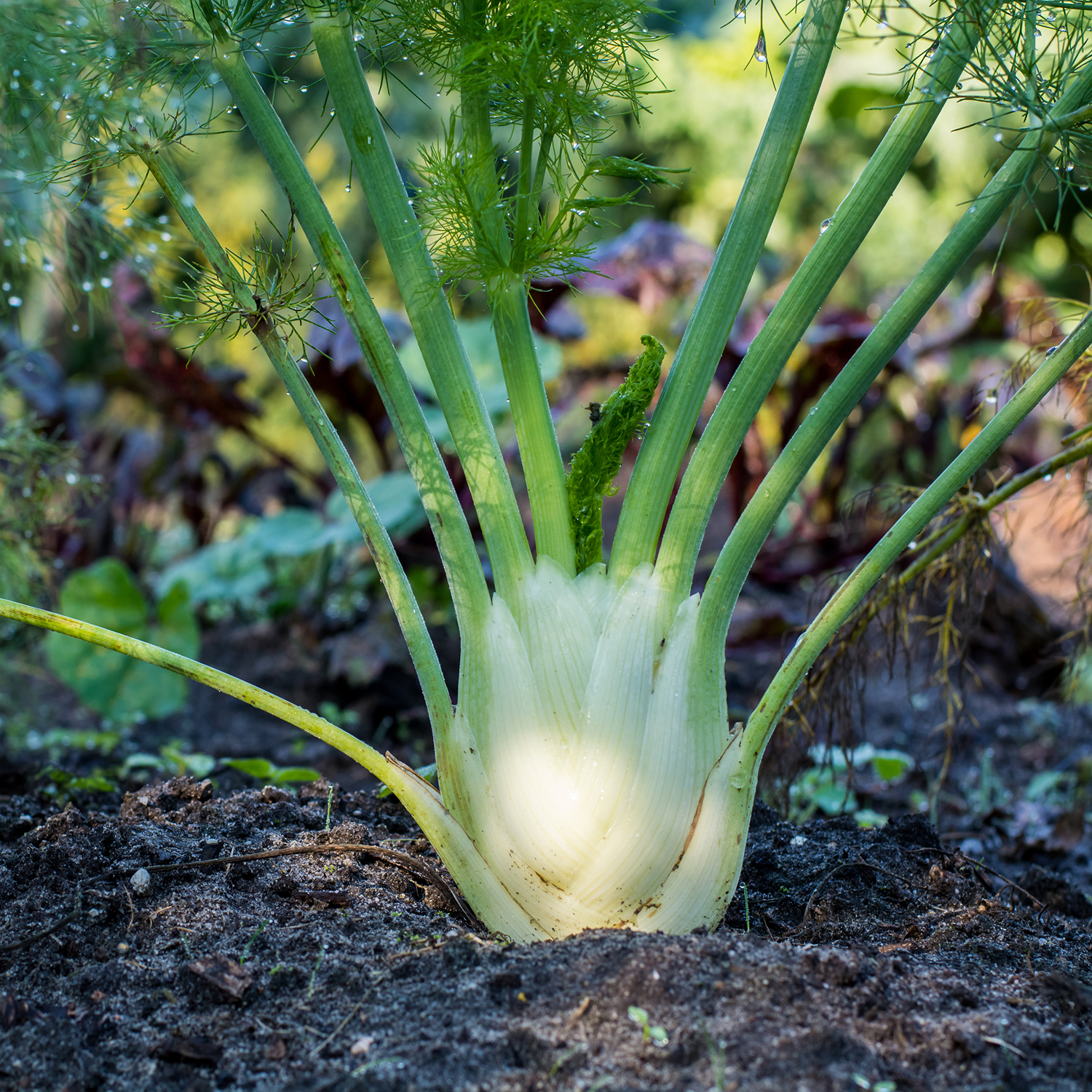 Sweet Fennel - St. Francis Herb Farm