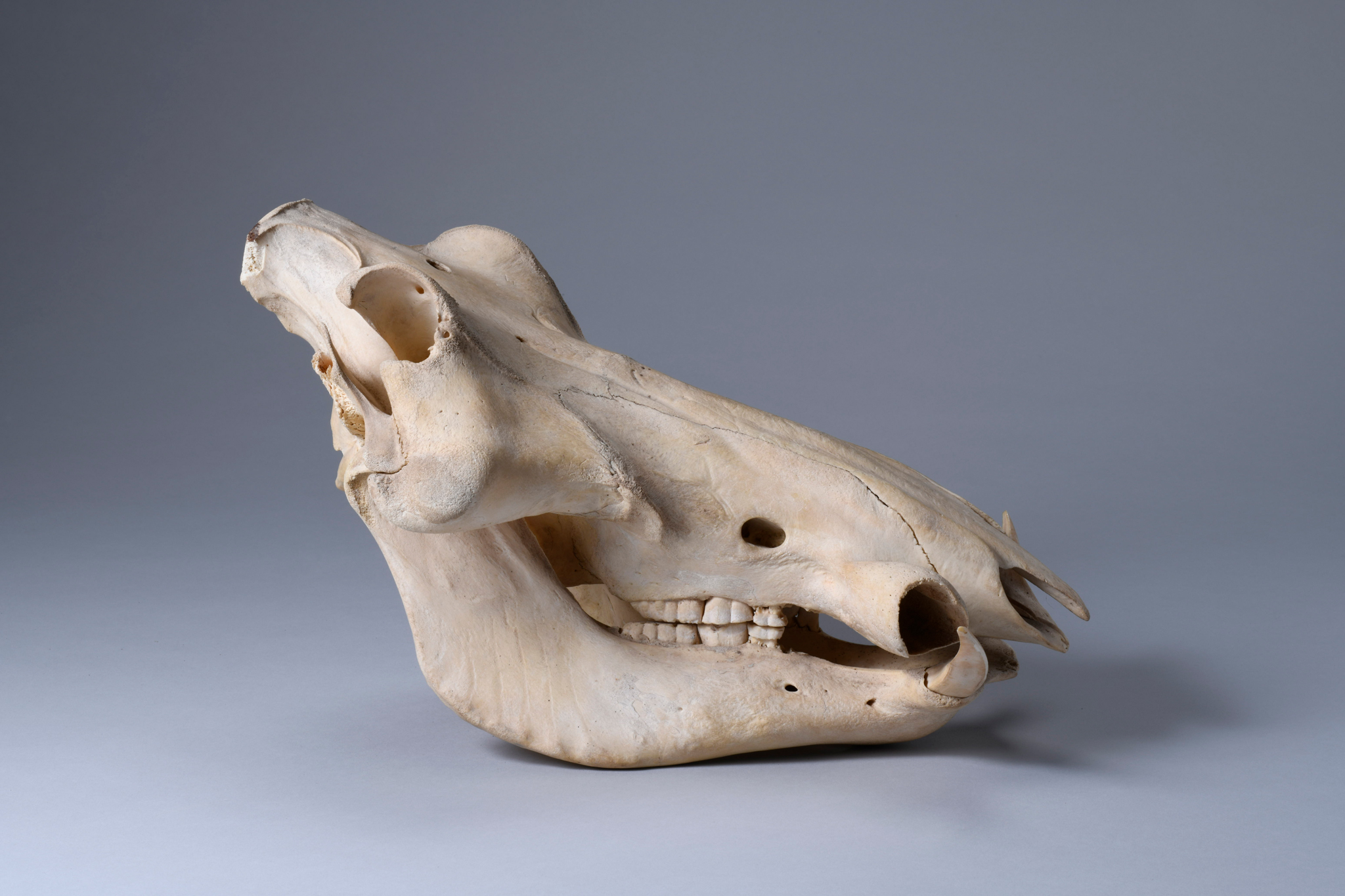 イボイノシシ・イボ猪 | 写房 楠華堂(造形美/気になる骨)